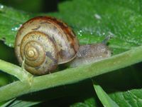 Fruticicola fruticum