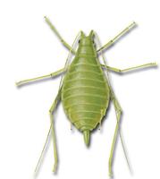 Image of: Acyrthosiphon pisum