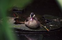 Anas erythrorhyncha - Red-billed Pintail