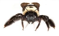 Image of: Xylocopa virginica (carpenter bee)