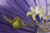 Image of: Misumena vatia (flower spider)