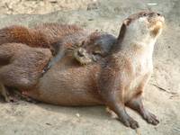 Lutra lutra - Eurasian River Otter
