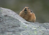 Ochotona hyperborea - Northern Pika