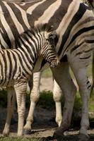 Equus quagga burchellii - Burchell's Zebra