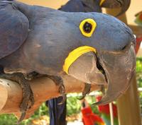 Image of: Anodorhynchus hyacinthinus (hyacinth macaw)