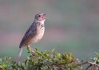 Image of: Mirafra assamica (rufous-winged lark)