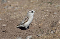 Image of: Onychostruthus taczanowskii (white-rumped snowfinch)