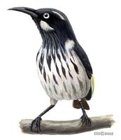 Image of: Phylidonyris novaehollandiae (New Holland honeyeater)