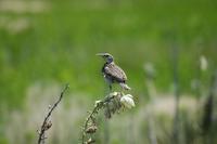 Image of: Sturnella neglecta (western meadowlark)