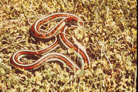 Image of: Thamnophis sirtalis (common garter snake)