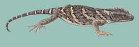 Image of: Xenosaurus newmanorum