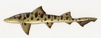 Image of: Triakis semifasciata (leopard shark)