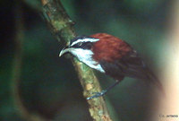 Chestnut-backed Scimitar Babbler - Pomatorhinus montanus