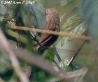 Striated Prinia - Prinia crinigera