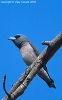 Ashy Woodswallow - Artamus fuscus