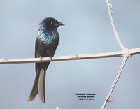 Bronzed Drongo - Dicrurus aeneus