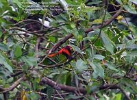 Sunda Minivet - Pericrocotus miniatus