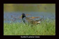 Spotted Crake