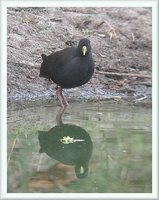 Black Crake - Amaurornis flavirostris