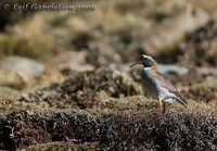 Diademed Sandpiper-Plover - Phegornis mitchellii