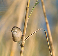 Penduline Tit (Remiz pendulinus) photo