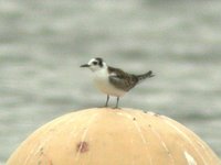 White-winged Tern - Chlidonias leucopterus