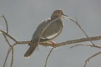 White-winged Dove - Zenaida asiatica