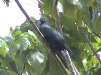 Christmas Island Imperial-Pigeon - Ducula whartoni