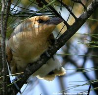 Channel-billed Cuckoo - Scythrops novaehollandiae