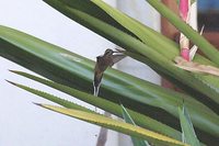 Planalto Hermit - Phaethornis pretrei