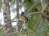 Surucua Trogon - Trogon surrucura