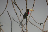 Ivory-billed Aracari - Pteroglossus azara