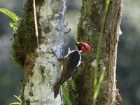 Guayaquil Woodpecker - Campephilus gayaquilensis