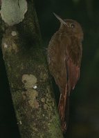 Tyrannine Woodcreeper - Dendrocincla tyrannina