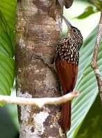 Black-striped Woodcreeper - Xiphorhynchus lachrymosus