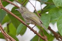 Pale-bellied Tyrant-Manakin - Neopelma pallescens