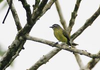 Brown-capped Tyrannulet - Ornithion brunneicapillus