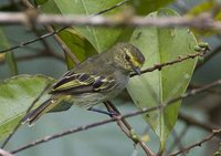 Golden-faced Tyrannulet - Zimmerius chrysops