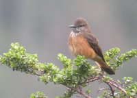 Streak-throated Bush-Tyrant - Myiotheretes striaticollis