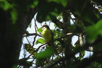 White-bearded Flycatcher - Phelpsia inornata