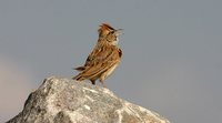 Rufous-naped Lark - Mirafra africana