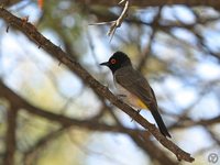 Black-fronted Bulbul - Pycnonotus nigricans