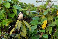 Sooty-headed Bulbul - Pycnonotus aurigaster