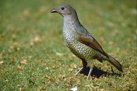 Satin Bowerbird - Ptilonorhynchus violaceus