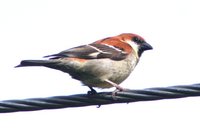 Russet Sparrow - Passer rutilans