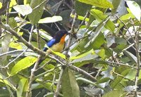 Orange-throated Tanager - Wetmorethraupis sterrhopteron
