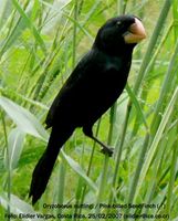 Nicaraguan Seed-Finch - Oryzoborus nuttingi