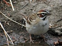 Lark Sparrow - Chondestes grammacus