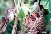 Plain prinia chicks