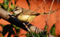 Black-chested Prinia